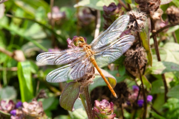 Uiterwaarden verspreiden natuur