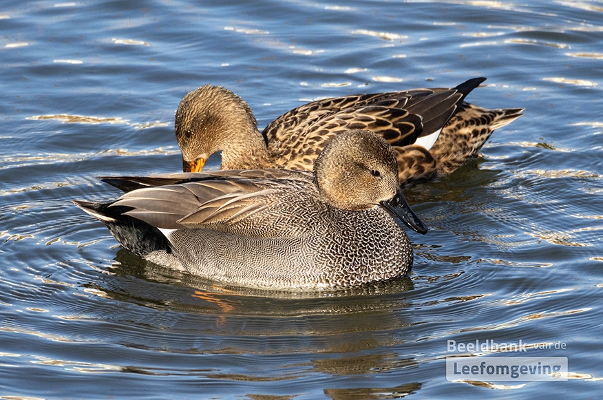 Het gaat goed met de Krakeend en wat dat over ons zegt